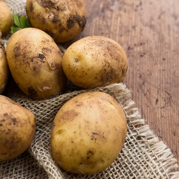 Freshly harvested and washed raw potatos on a canvas sack.